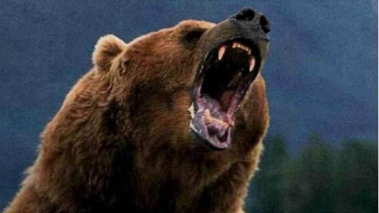 İZMİR'DE AYI VAHŞETİ!